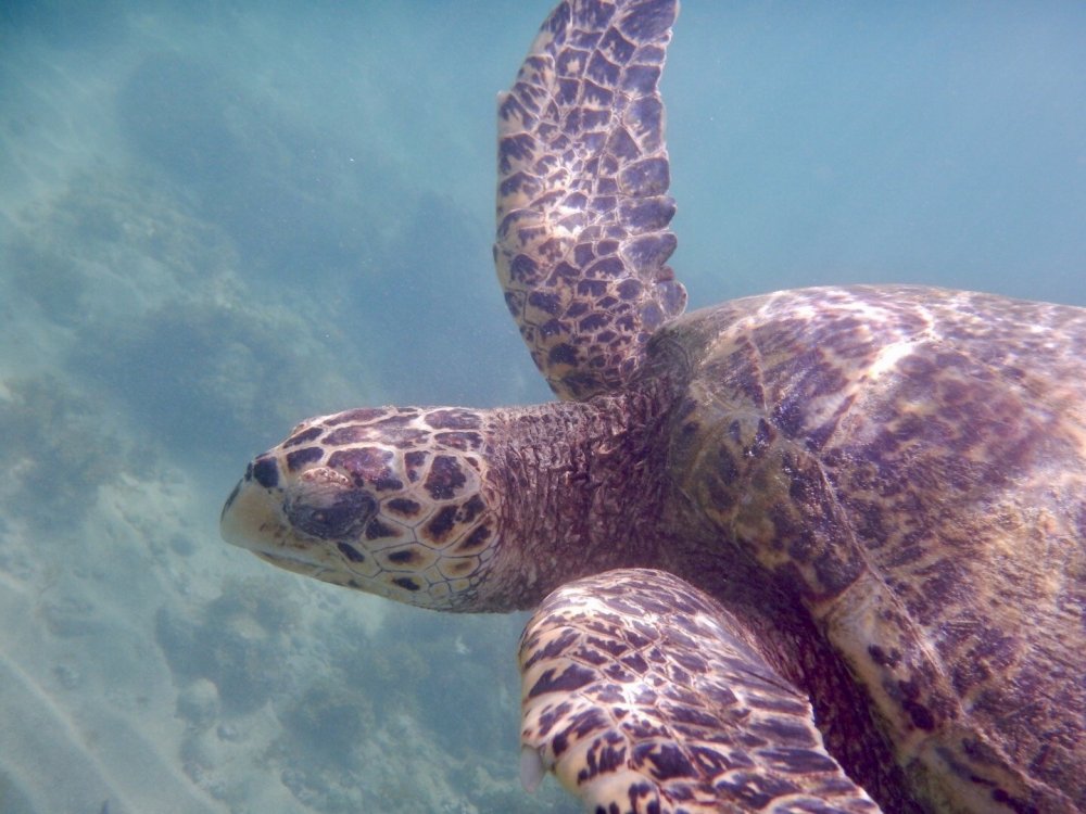 Tartaruga Sueste.JPG