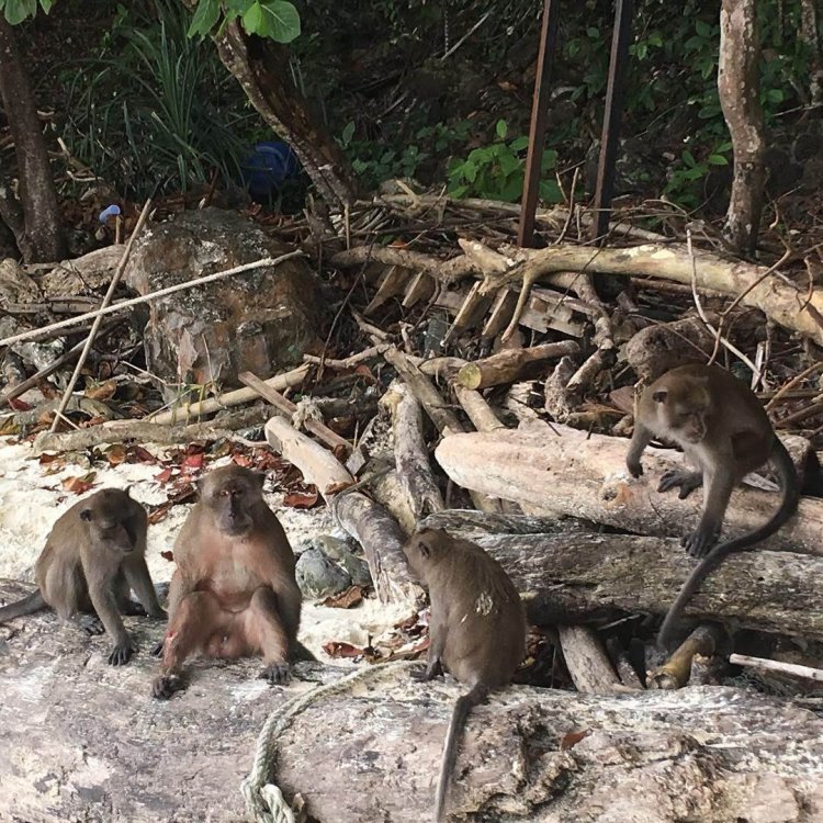 Monkey beach (14).jpg