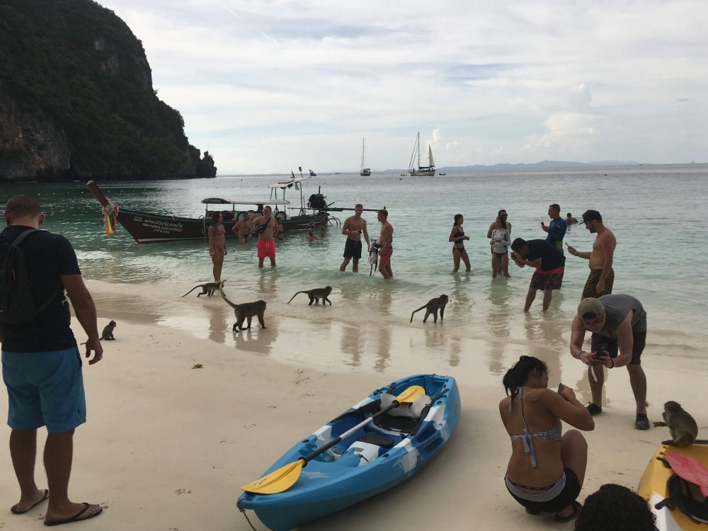 1591195743_Monkeybeach.thumb.jpg.f5e750876b42a2d034660c38916c4a1e.jpg