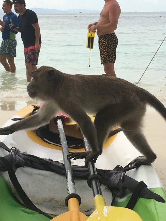 1974683924_Monkeybeach(5).thumb.jpg.eaab4949a1797dcacf3a37e7bcad742b.jpg