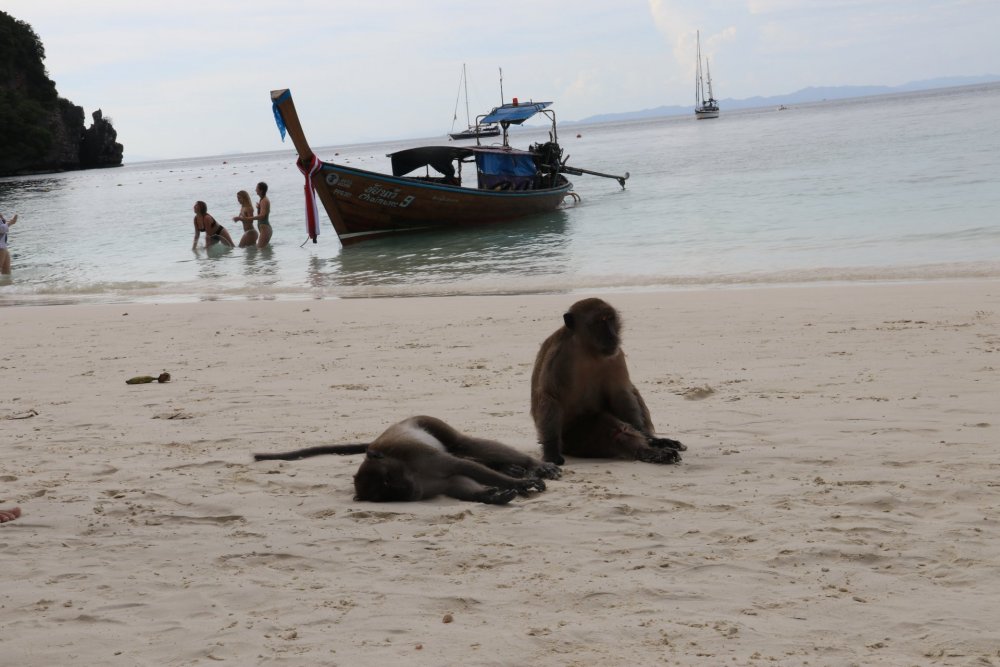 1993639054_Monkeybeach(27).thumb.JPG.f9b8c5ff9b7cff1e7b8e30fe2e02652d.JPG