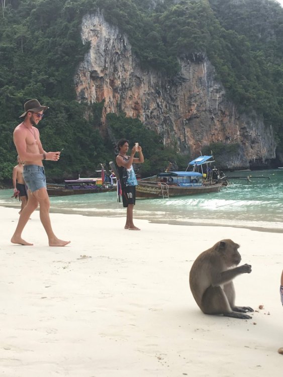 384232130_MonkeyBeach(16.thumb.jpg.47ebd45e8ac4db4d654a2674d58f329e.jpg
