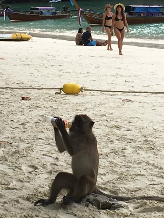 394244612_Monkeybeach(12).thumb.jpg.a6858390e7d920096c318948edb6b1b0.jpg