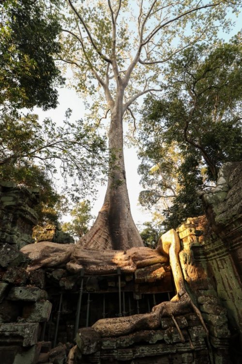 Siem Reap Cambodja (1).jpg