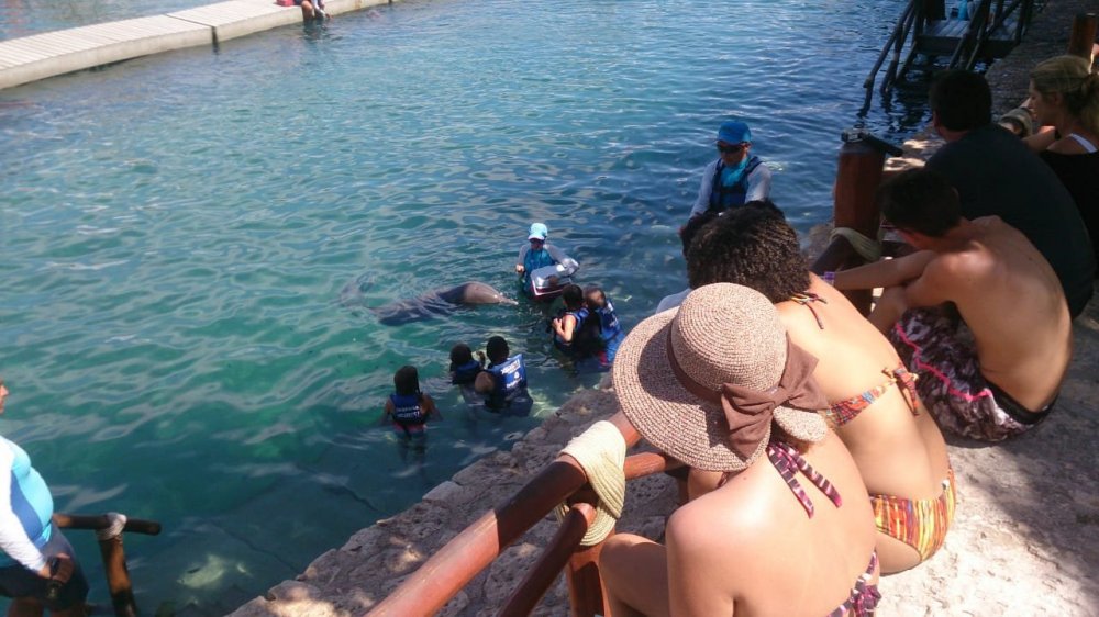 Golfinhos Xcaret.jpeg