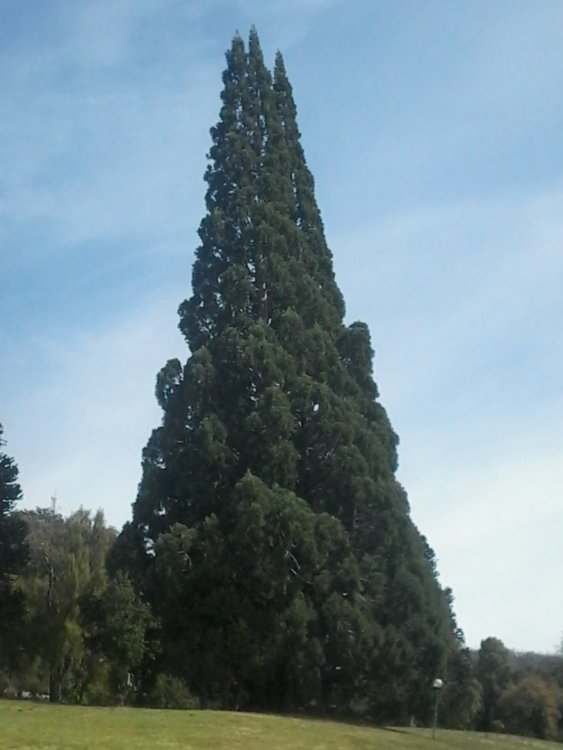 Sequoia de 60m.jpg