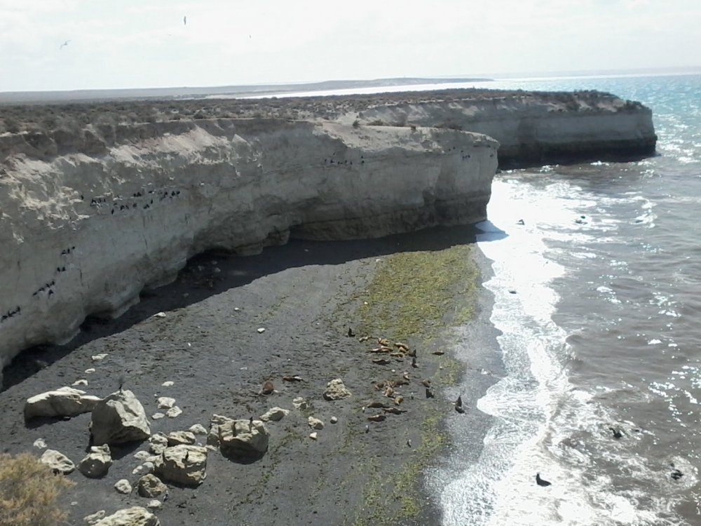 Lobos mariños de 1 pelo.jpg