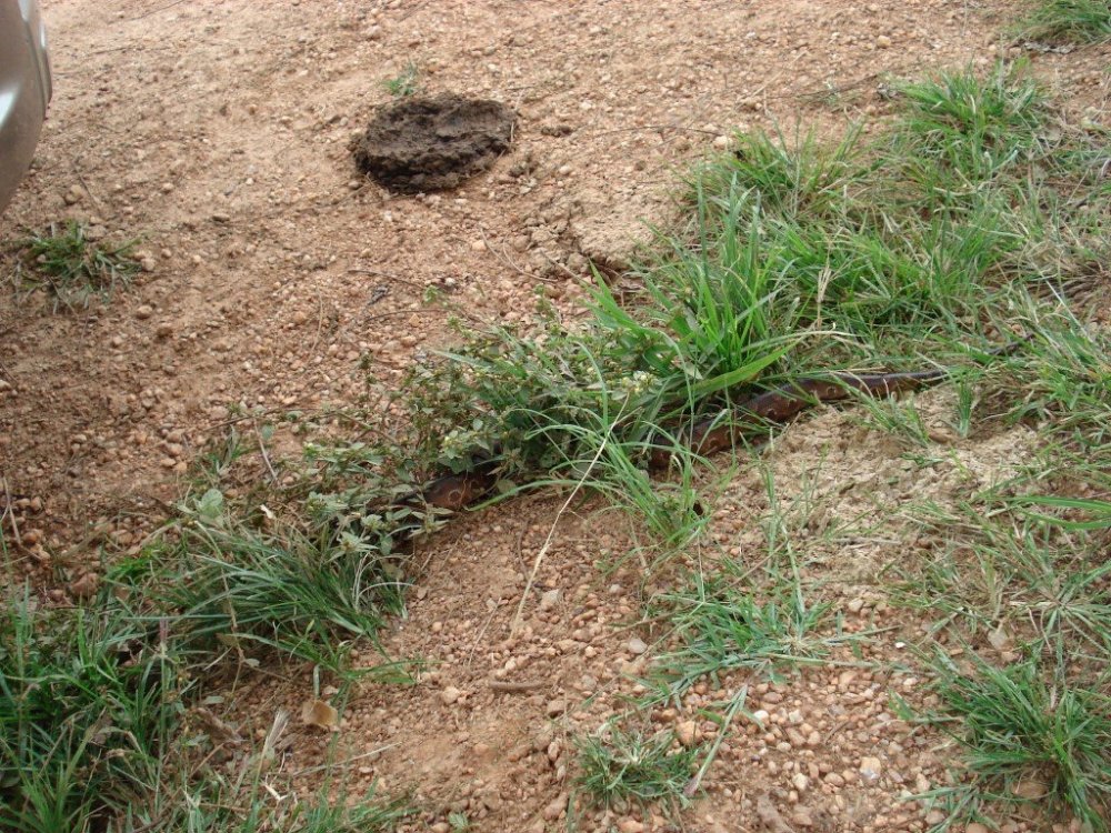 DSC01420 (Médio).JPG