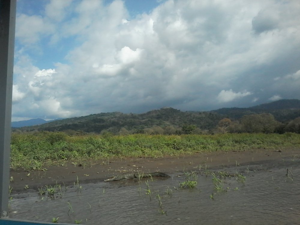 Crocrodilo liberando calor con la boca aberta.jpg