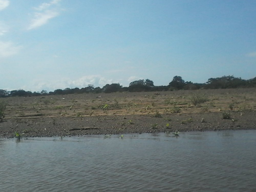 Cocrodillo americano.jpg