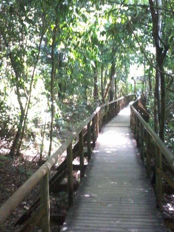 Passarela do parque.jpg