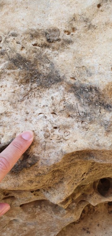 020 Lajedo de Soledade, Apodi, RN - Fósseis conchas.jpg