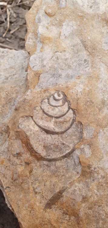 021 Lajedo de Soledade, Apodi, RN - Fóssil concha.jpg