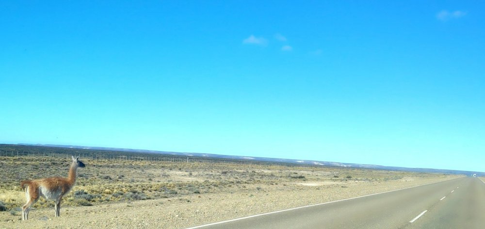 foto guanaca beira estrada 2 (2).jpg