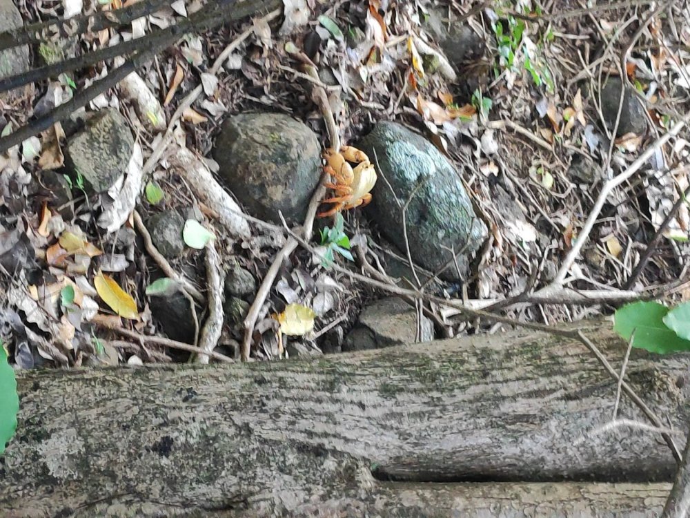 Sempre encontrando essa espécie de caranguejo