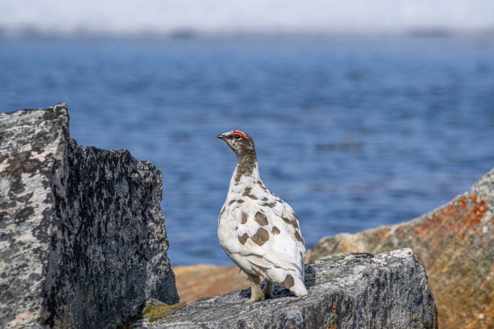 Lagópode com pelagem de inverno