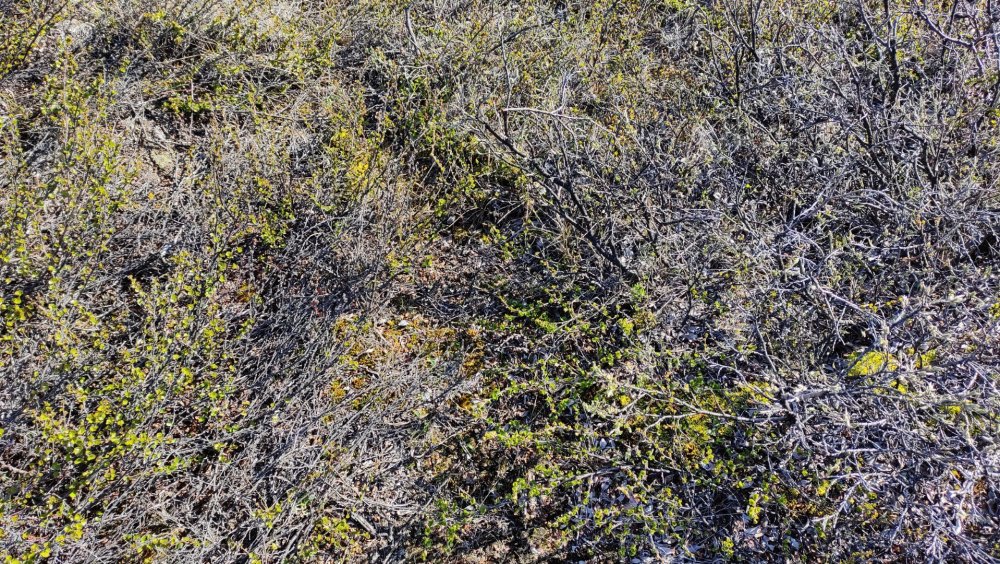 Salgueiros e bétulas