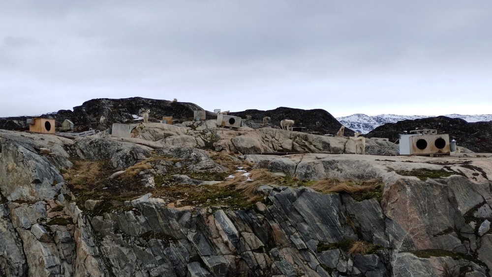 Canil de Ilulissat
