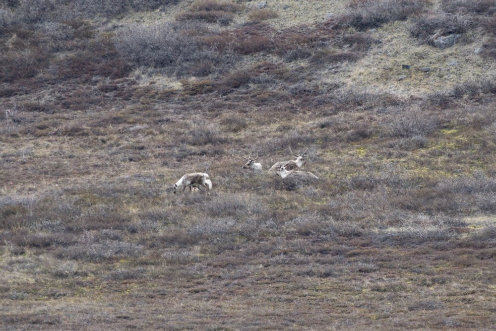 Grupo de renas na tundra