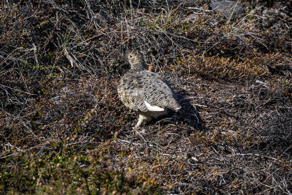 Lagópode com pelagem de verão