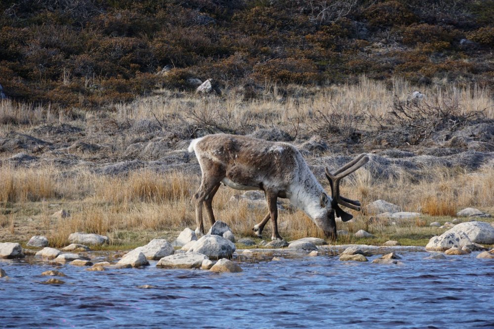 Rena bebendo água do lago
