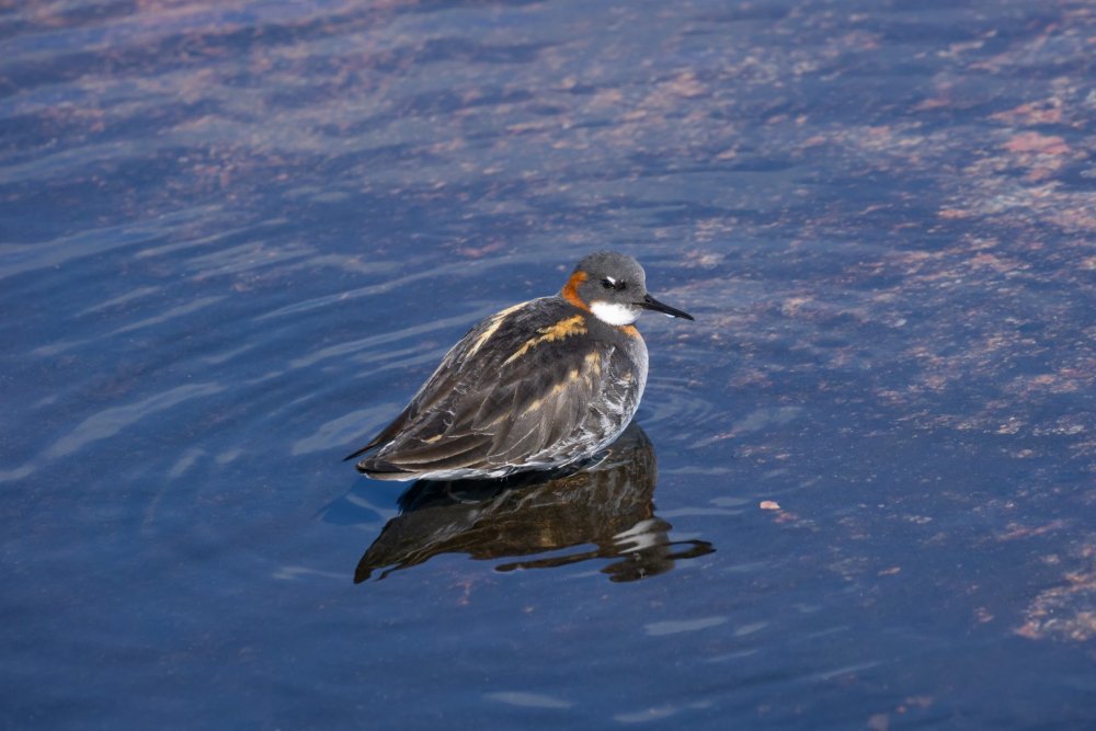 Ave do Ártico em Ilulissat