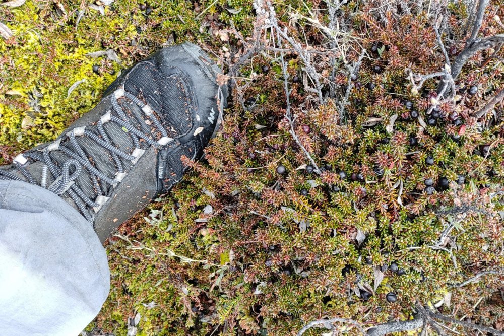 Frutas baga de corvo