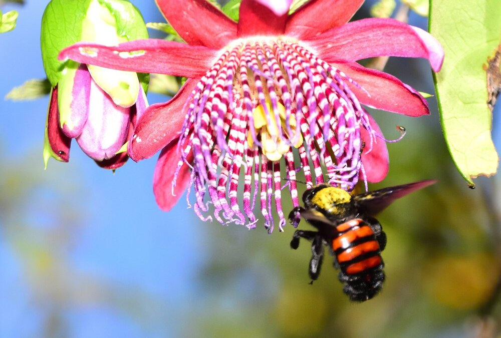 Abelha mangangá - Xylocopa frontalis - flor maracujá-estrela-do-mato - Passiflora alata -  DSC_4976.JPG