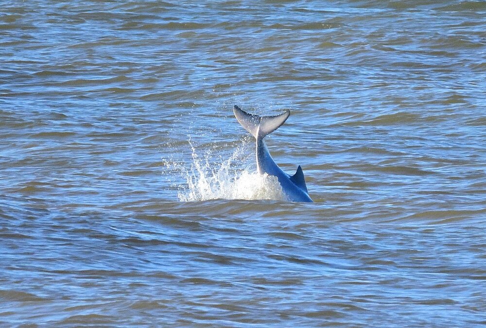 Boto-cinza - Sotalia guianensis - Família Delphinidae DSC_1760.JPG