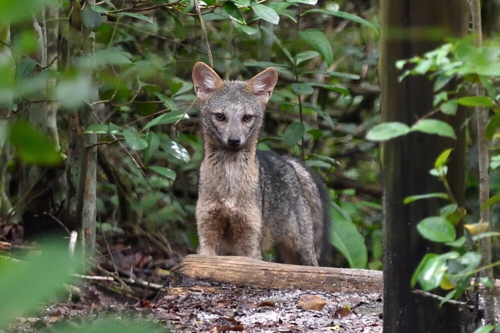 Cachorro-do-mato - Cerdocyon thous - DSC_6069.JPG