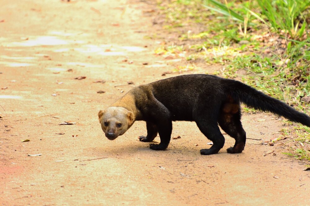 Irara - Eira barbara DSC_7548.JPG