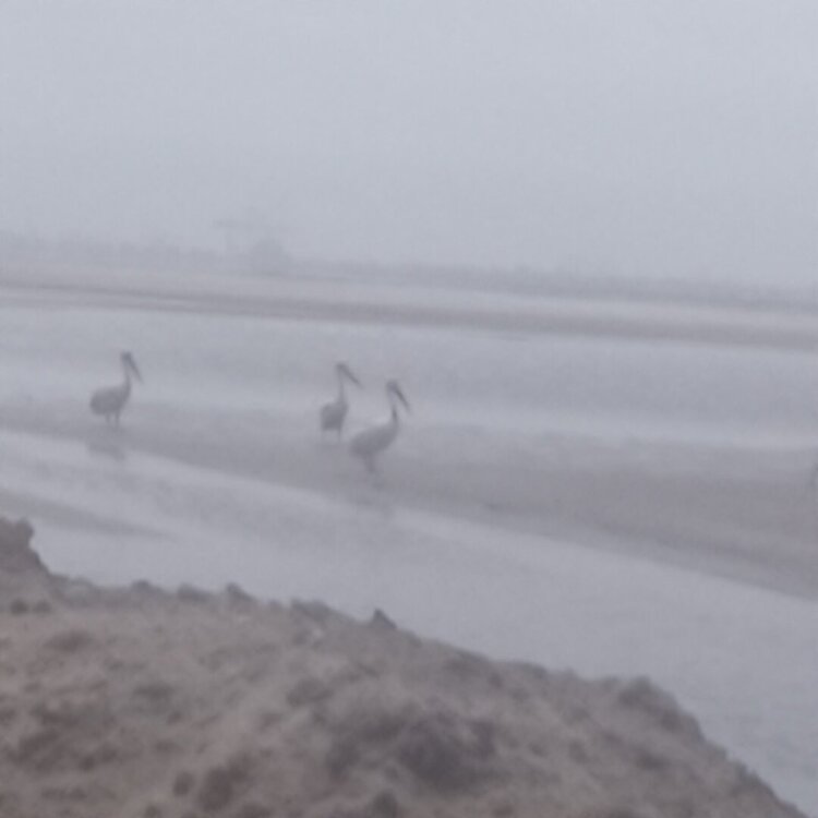 Flamingos e pelicanos
